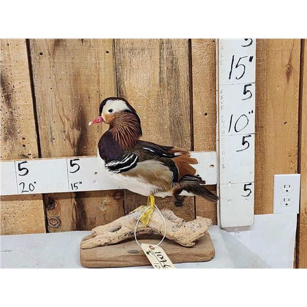 Mandarin Duck Full Body Bird Taxidermy