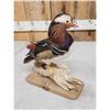 Image 3 : Mandarin Duck Full Body Bird Taxidermy