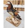 Image 4 : Mandarin Duck Full Body Bird Taxidermy