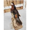 Image 8 : Mandarin Duck Full Body Bird Taxidermy