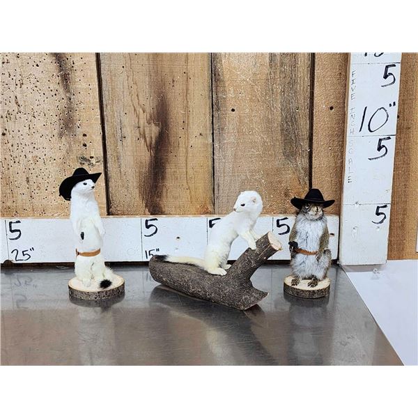 3 Cute Critters Taxidermy Lot