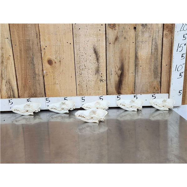 6 Coyote Skulls Taxidermy