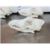 Image 4 : 6 Coyote Skulls Taxidermy