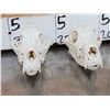 Image 6 : 6 Coyote Skulls Taxidermy