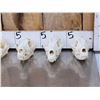 Image 8 : 6 Coyote Skulls Taxidermy