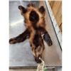 Image 3 : Alaskan Wolverine Soft Tanned Fur