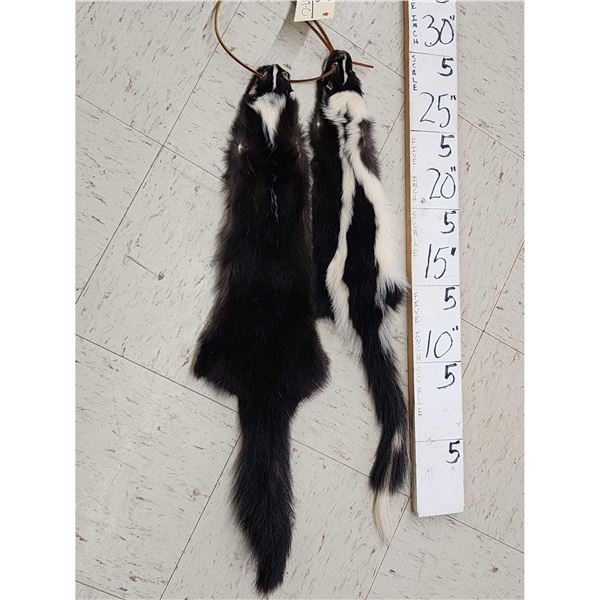 2 Skunk Soft Tanned Furs Taxidermy