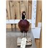 Image 2 : Ringneck Pheasant Full Body Bird Taxidermy