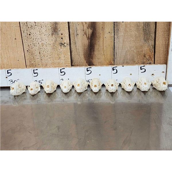 10 Raccoon Skulls Taxidermy