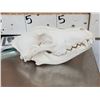 Image 2 : Alaskan Wolf Skull Taxidermy