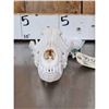 Image 3 : Alaskan Wolf Skull Taxidermy