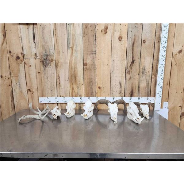 Game Animal Skull Lot Taxidermy