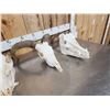 Image 4 : Game Animal Skull Lot Taxidermy