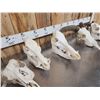 Image 6 : Game Animal Skull Lot Taxidermy