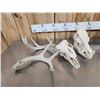 Image 7 : Game Animal Skull Lot Taxidermy