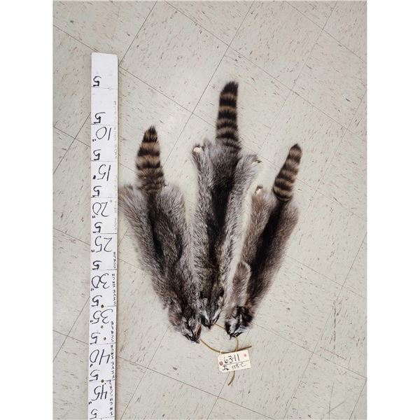 3 Raccoon Soft Tanned Furs Taxidermy