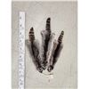 Image 1 : 3 Raccoon Soft Tanned Furs Taxidermy