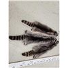 Image 2 : 3 Raccoon Soft Tanned Furs Taxidermy