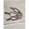 Image 3 : 3 Raccoon Soft Tanned Furs Taxidermy