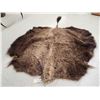 Image 1 : American Bison Buffalo Soft Tanned Robe Taxidermy