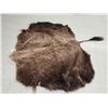 Image 2 : American Bison Buffalo Soft Tanned Robe Taxidermy