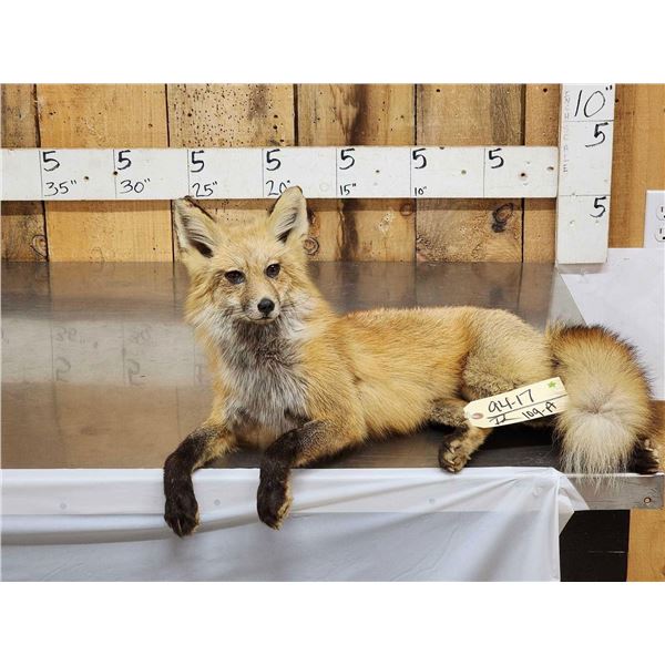 Red Fox Full Body Taxidermy Mount
