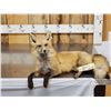Image 1 : Red Fox Full Body Taxidermy Mount