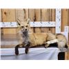 Image 2 : Red Fox Full Body Taxidermy Mount