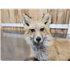 Image 4 : Red Fox Full Body Taxidermy Mount