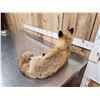 Image 7 : Red Fox Full Body Taxidermy Mount