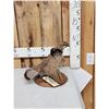 Image 2 : Ruffed Grouse Full Body Bird Taxidermy