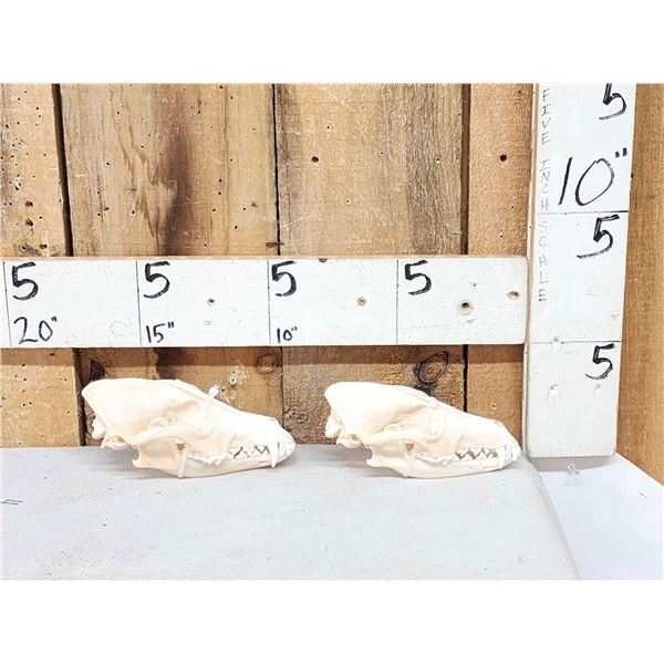 2 Coyote Skulls Taxidermy