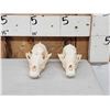Image 2 : 2 Coyote Skulls Taxidermy