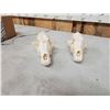 Image 4 : 2 Coyote Skulls Taxidermy