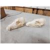 Image 5 : 2 Coyote Skulls Taxidermy