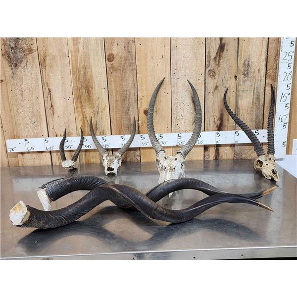 African Skulls & Horns Lot Taxidermy