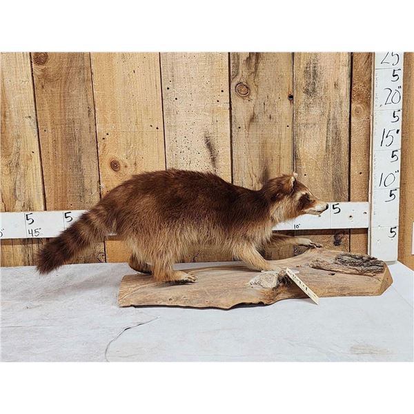 Color Phase Raccoon Full Body Taxidermy Mount
