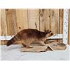 Image 1 : Color Phase Raccoon Full Body Taxidermy Mount