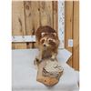 Image 2 : Color Phase Raccoon Full Body Taxidermy Mount
