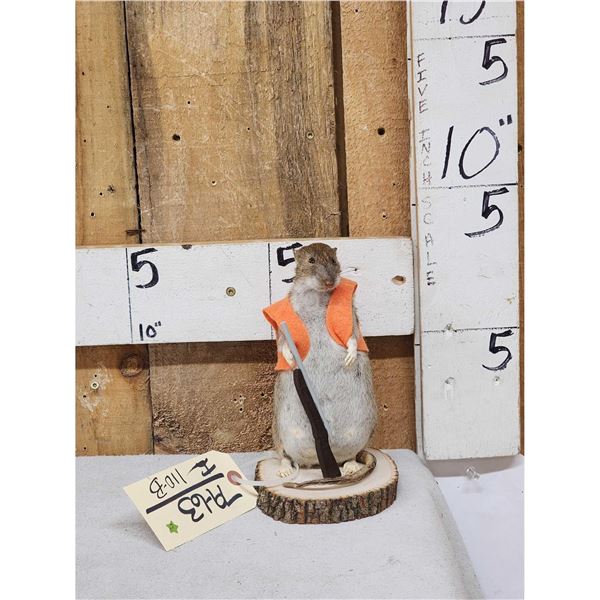 Hunting Rat Full Body Taxidermy Mount