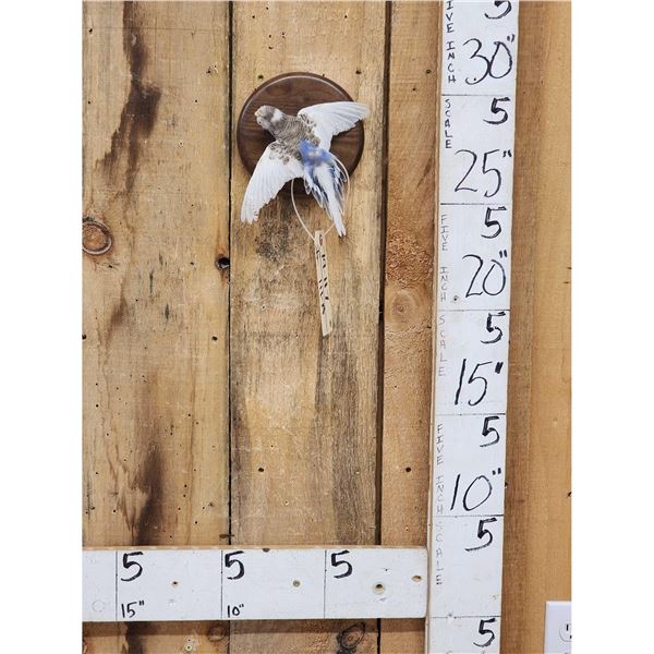 Budgie Parakeet In Flight Bird Taxidermy