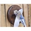 Image 4 : Budgie Parakeet In Flight Bird Taxidermy
