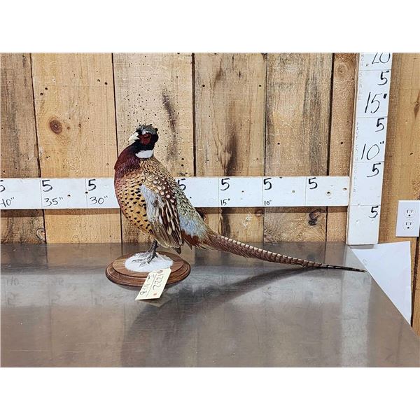 Ringneck Pheasant Full Body Bird Taxidermy