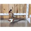 Image 1 : Ringneck Pheasant Full Body Bird Taxidermy
