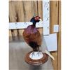 Image 2 : Ringneck Pheasant Full Body Bird Taxidermy