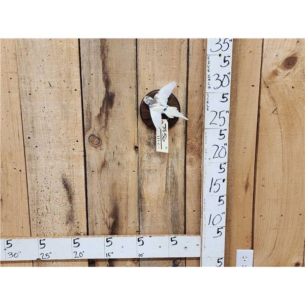 Budgie Parakeet In Flight