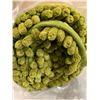 Image 2 : 72 x 24 Bath Rug - Olive Green