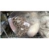 Image 1 : *NEW WITH TAGS* BAG OF LA EXPRESS LET'S GET COZY HEART PILLOWS: LEOPARD PRINT & WHITE