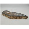 Image 2 : Petrified Wood Slab
