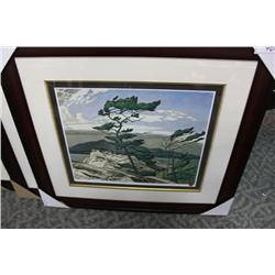 Limited Edition Print 589/795 'White Pine' By